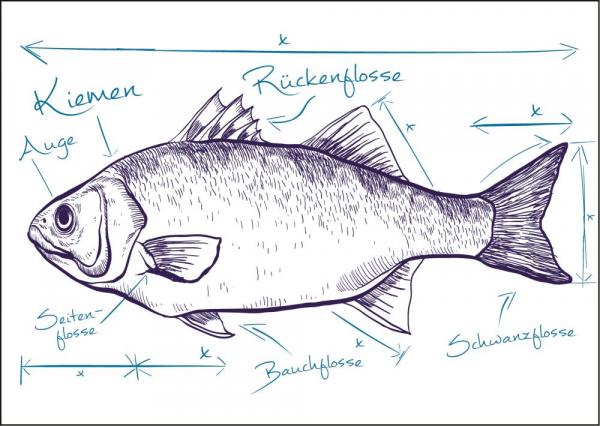 25026035 - Postkarte Küsten Gesabbel „Fisch“